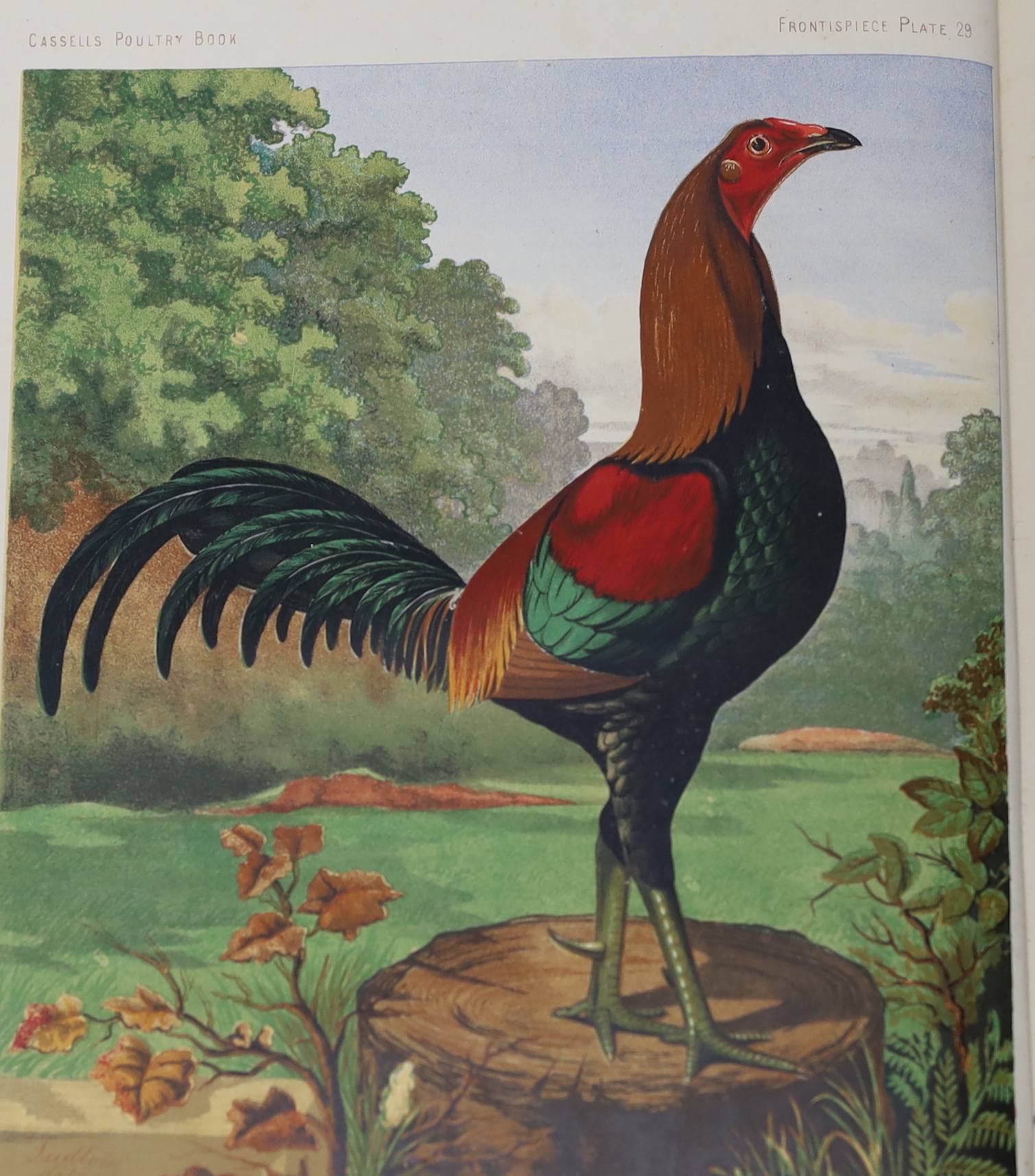 Wright, Lewis - The Illustrated Book of Poultry. 52 coloured plates; rebound cloth with red leather spine label, 4to. (Cassell, 1880?)